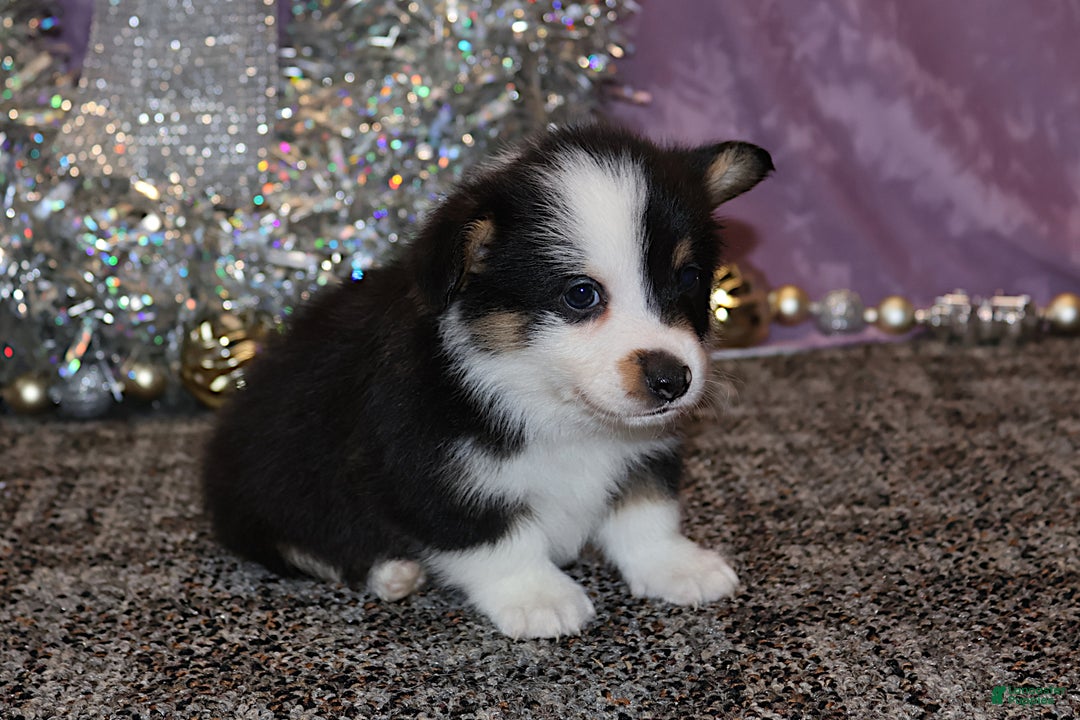 Welsh Corgi Pembroke dogs for sale: Sophie OFA Parents - Ad 35