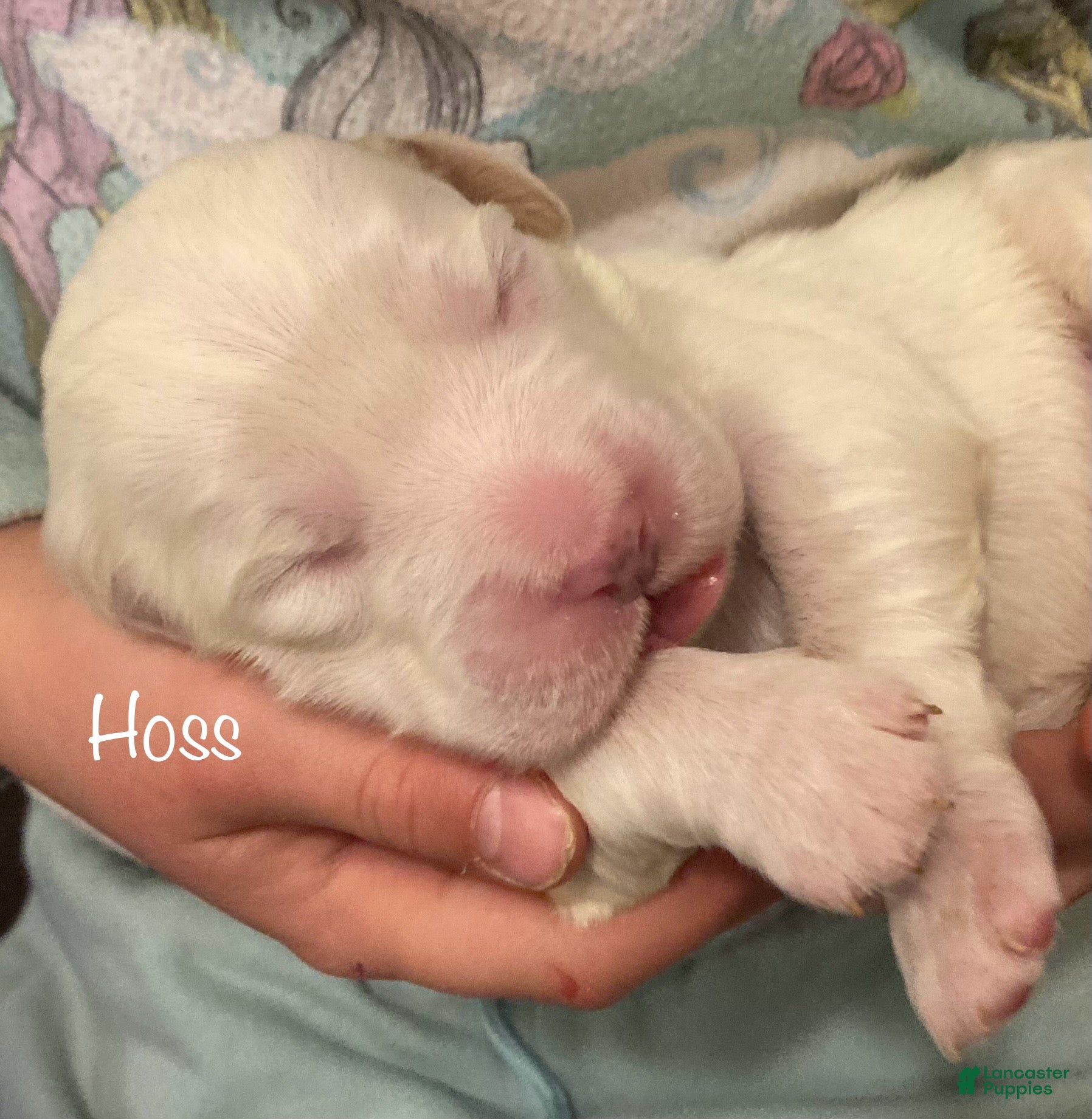 English Setter dogs Hoss - Ad 8