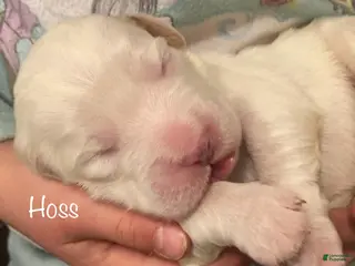 English Setter dogs Hoss - Ad 8