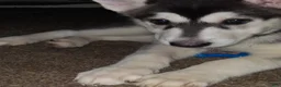 Gerberian Shepsky dogs for sale: Dianna - Ad 3