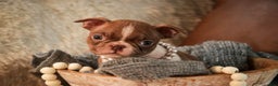 Boston Terrier dogs for sale: Kloe - Ad 4