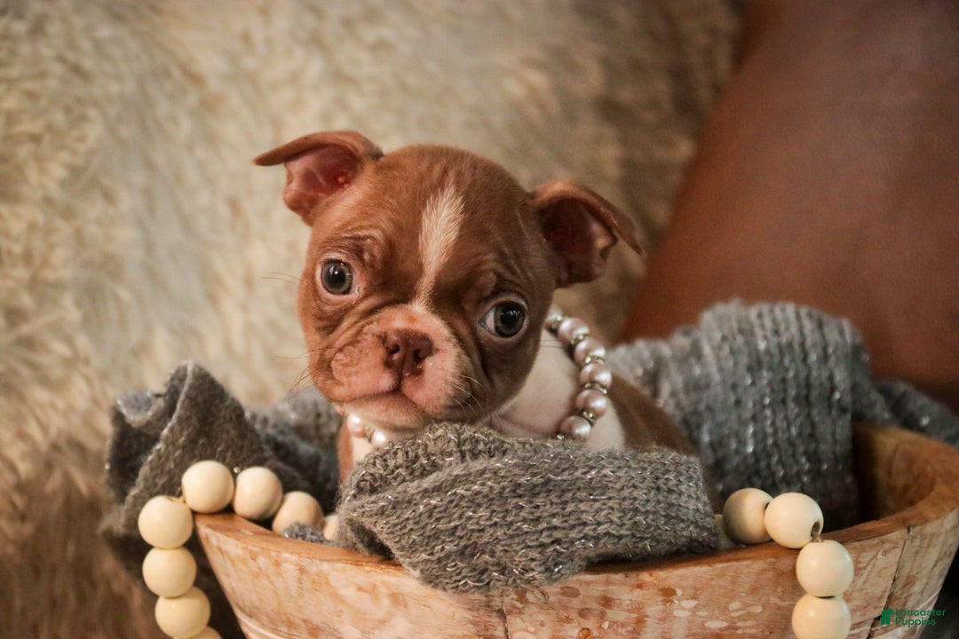 Boston Terrier dogs for sale: Kloe - Ad 4