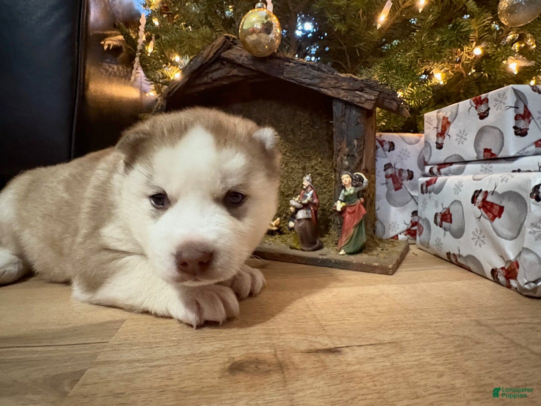 Mixed Breed dogs for sale: David - Ad 3