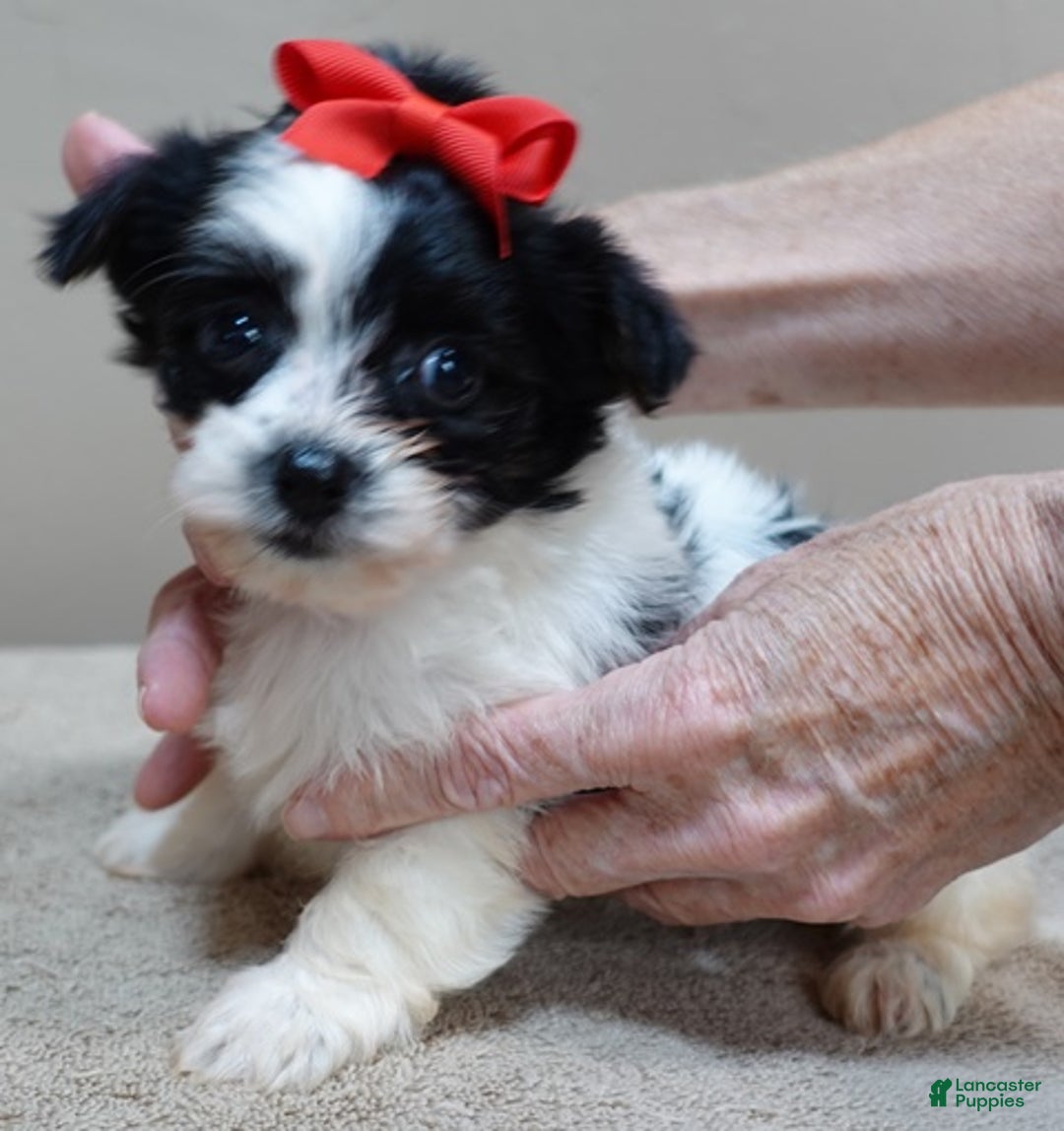 Yorkshire Terrier dogs for sale: Presley dob 10/13 - Ad 12