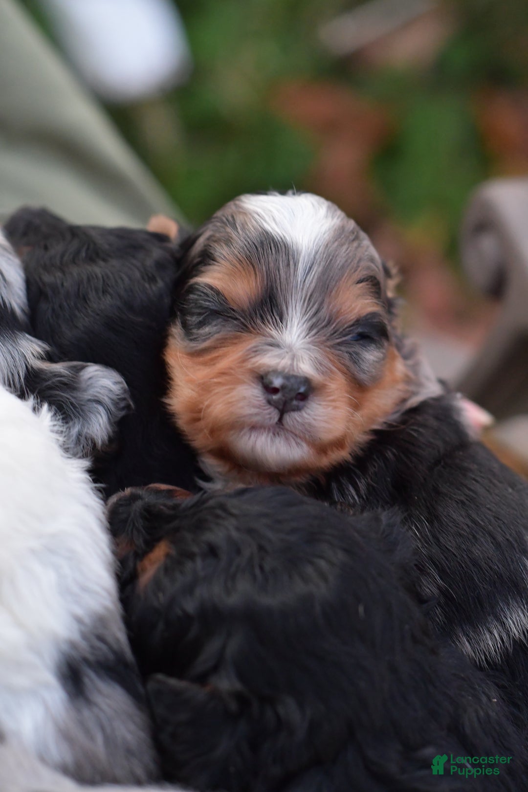 Mini Aussiedoodle dogs for sale: Jackson - Ad 10