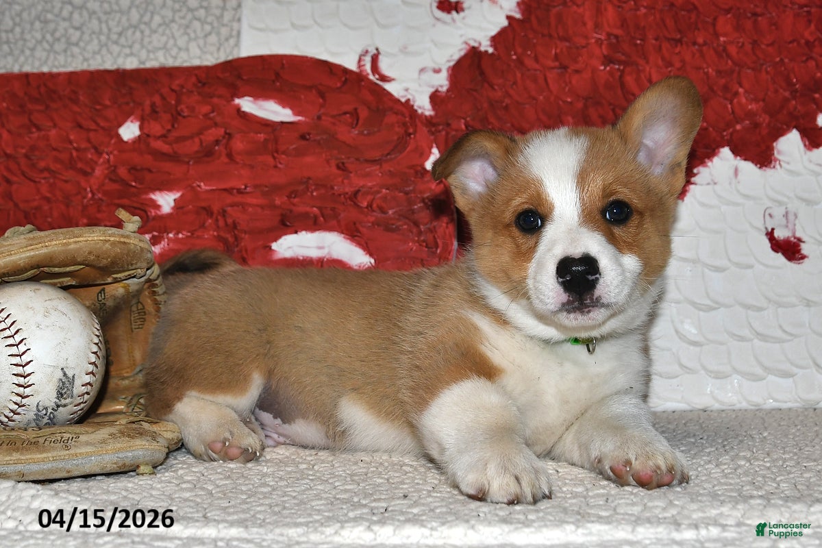 Welsh Corgi Pembroke dogs Cupid - Ad 2