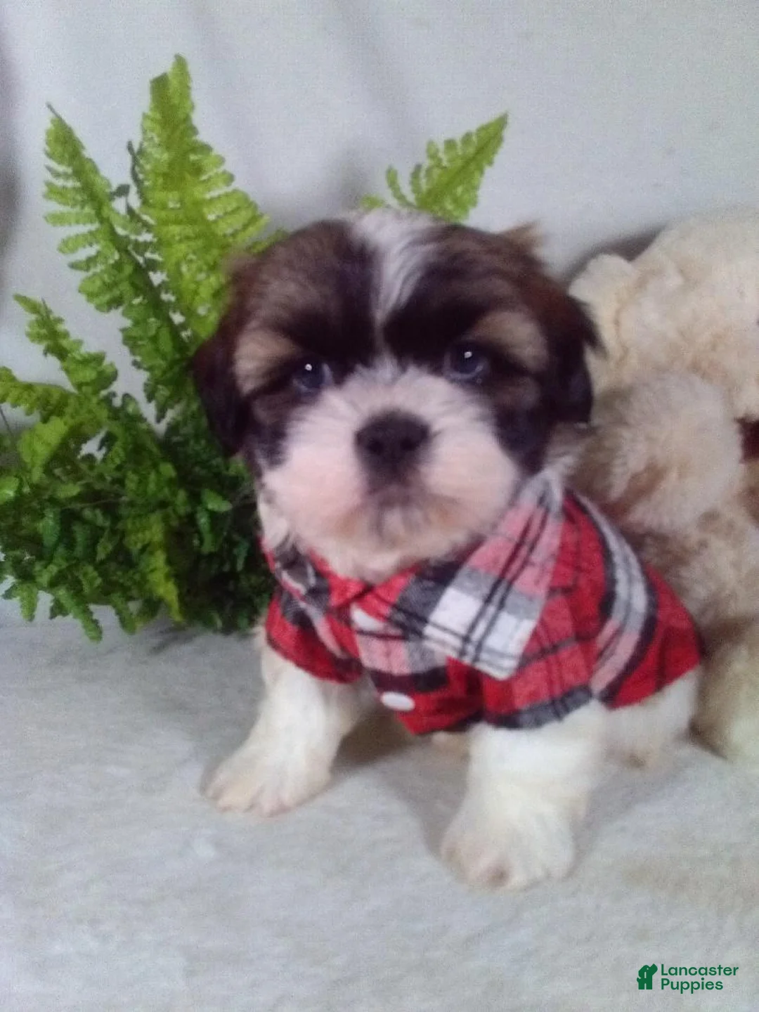 Shih Tzu dogs for sale: Archie - Ad 2