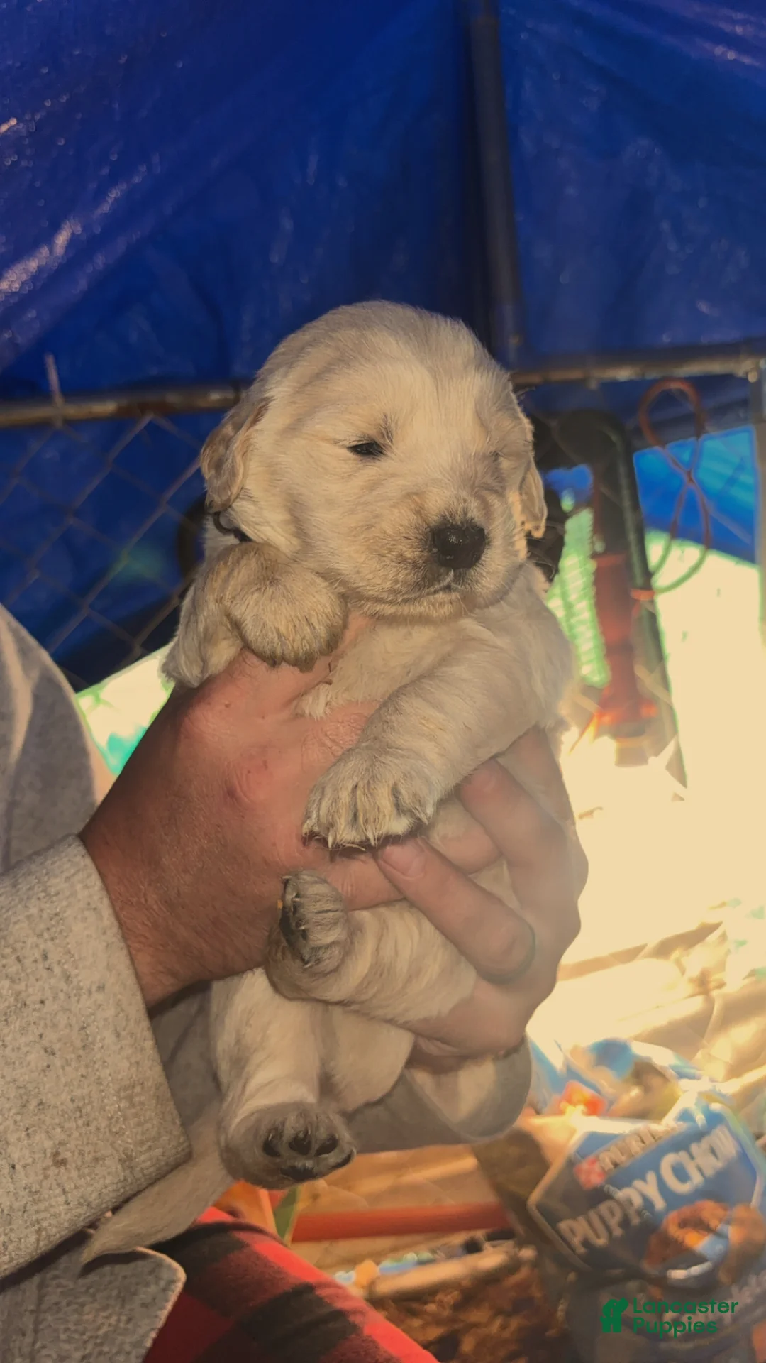 Golden Retriever dogs for sale: Golden Retriever Puppy 2 - Ad 9