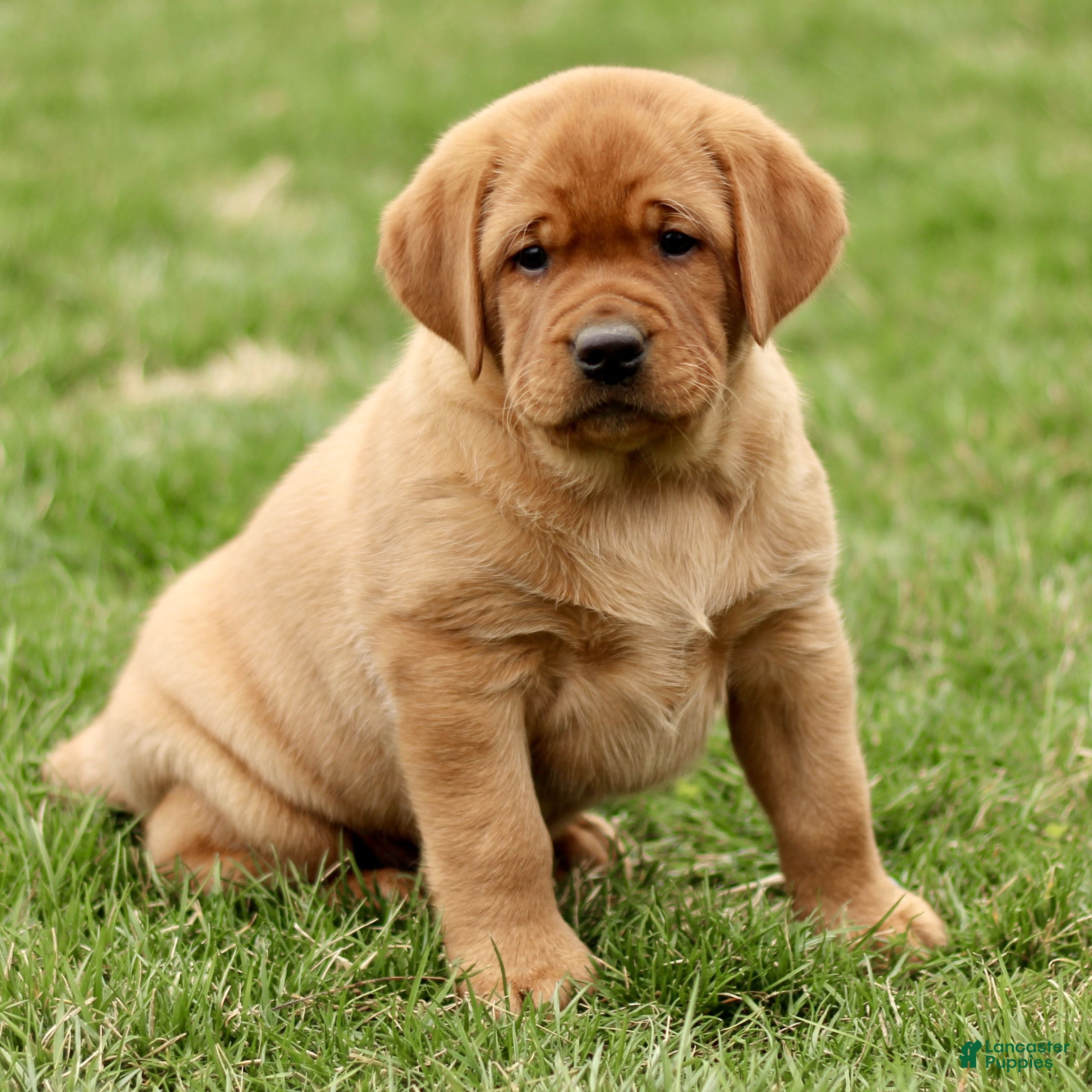 Labrador Retriever dogs Lenny  - Ad 1