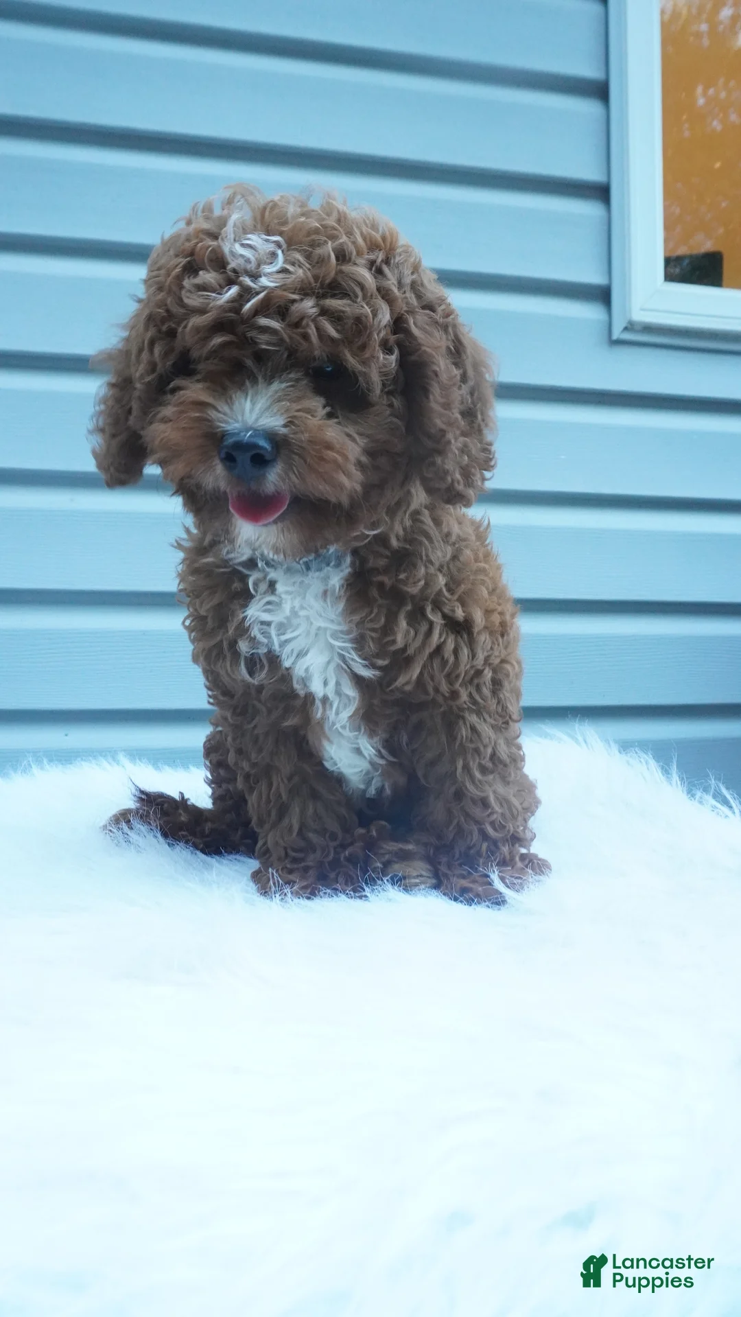 Cavapoo dogs for sale: Teddy  - Ad 2