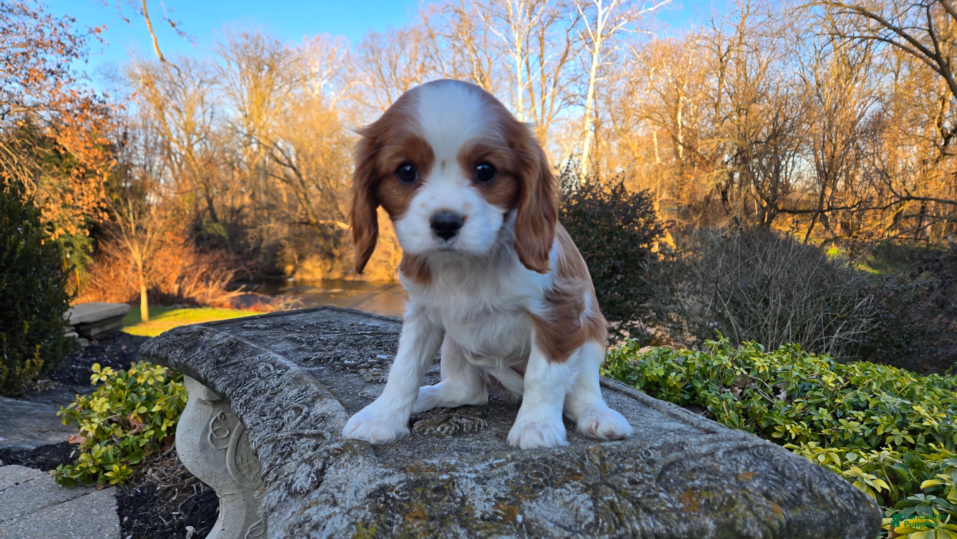Cavalier King Charles Spaniel dogs Val - Ad 25