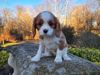 Cavalier King Charles Spaniel dogs Val - Ad 4