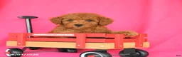 Miniature Poodle dogs for sale: Kitkat - Ad 3