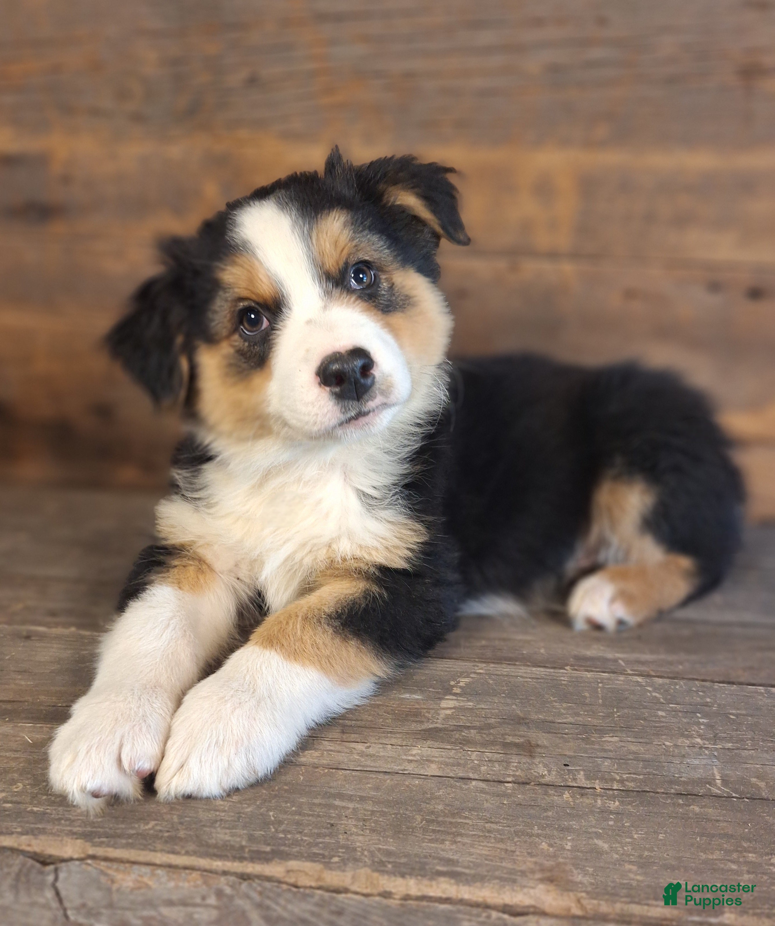 Australian Shepherd dogs for sale: Adam - Ad 1