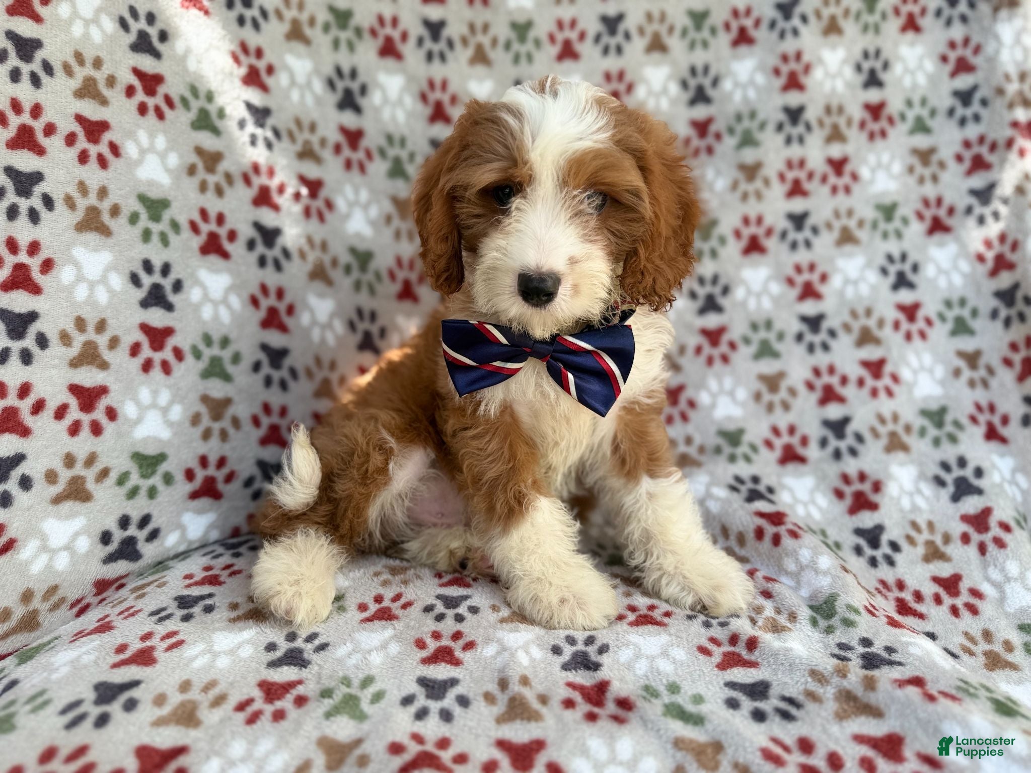 Cavapoo dogs Cash - Ad 15