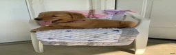 Golden Retriever dogs for sale: Golden Retriever 4 Sally - Ad 5