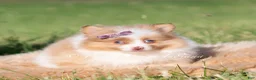 Pomeranian dogs for sale: Margo AKC - Ad 5
