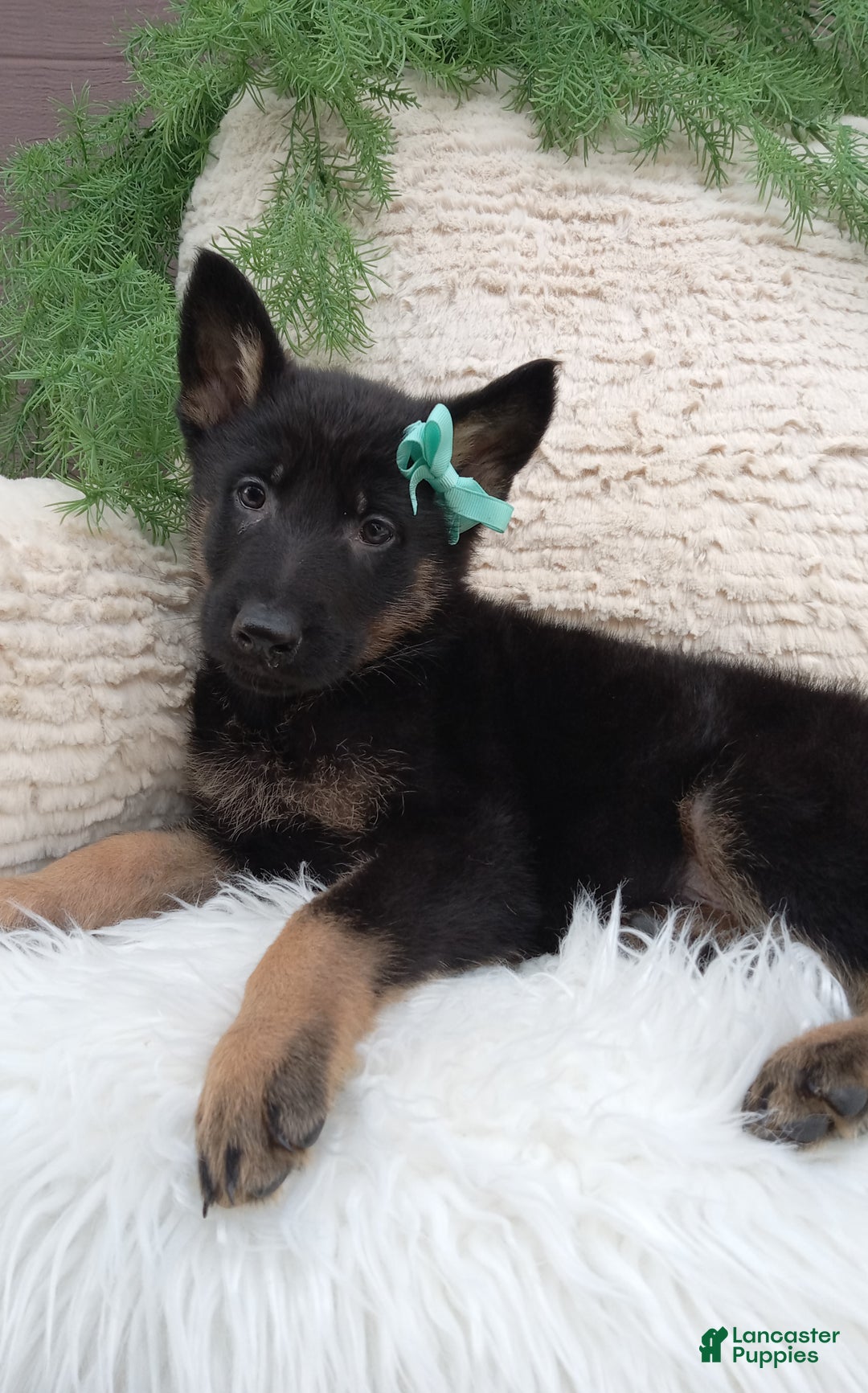 German Shepherd dogs for sale: Bandit  - Ad 1