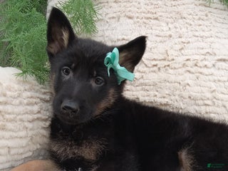 German Shepherd dogs Bandit - Ad 32