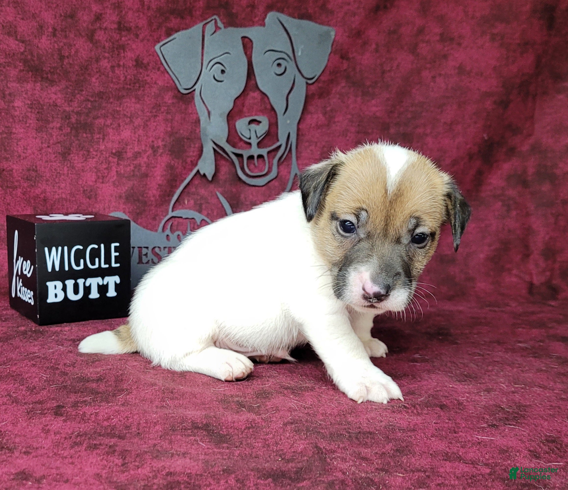 Jack Russell Terrier dogs CKC "Pogo" Delivery Available  - Ad 2
