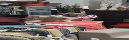 Shih Tzu dogs for sale: Shih Tzu 1 - Ad 13