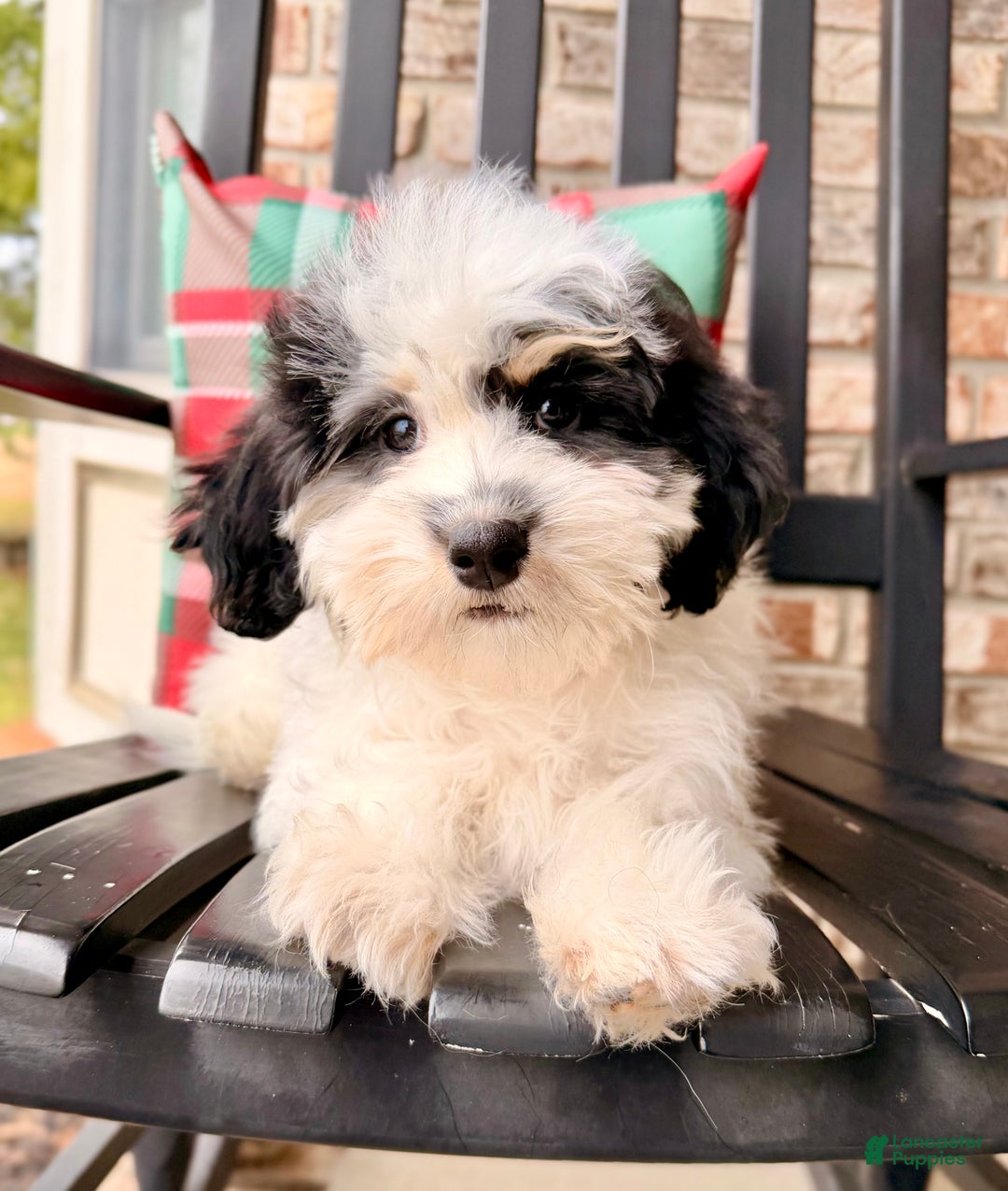 Bernedoodle dogs for sale: Emmett - Ad 4