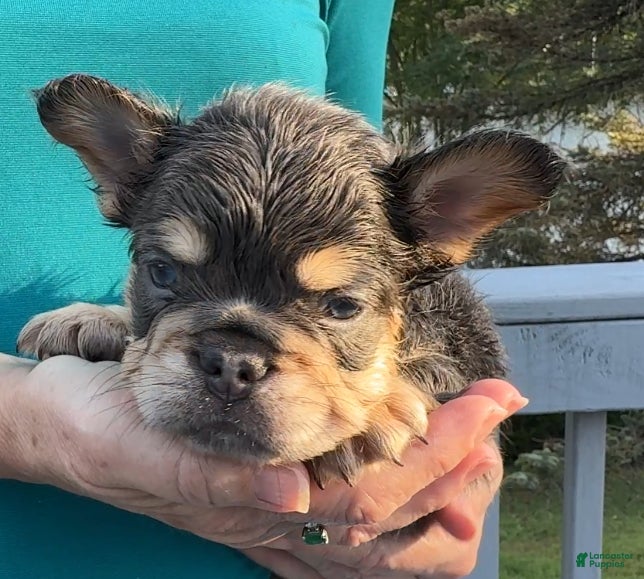 French Bulldog dogs Blu Baby - Ad 3