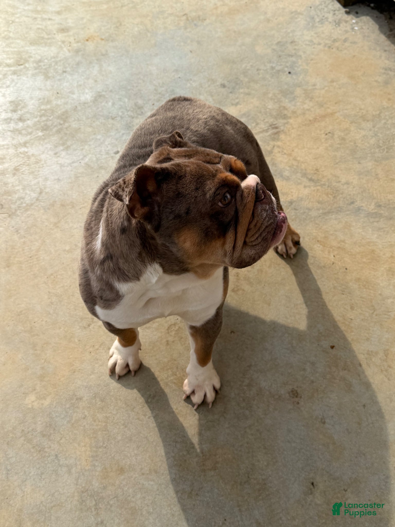 English Bulldog dogs Chocy - Ad 2