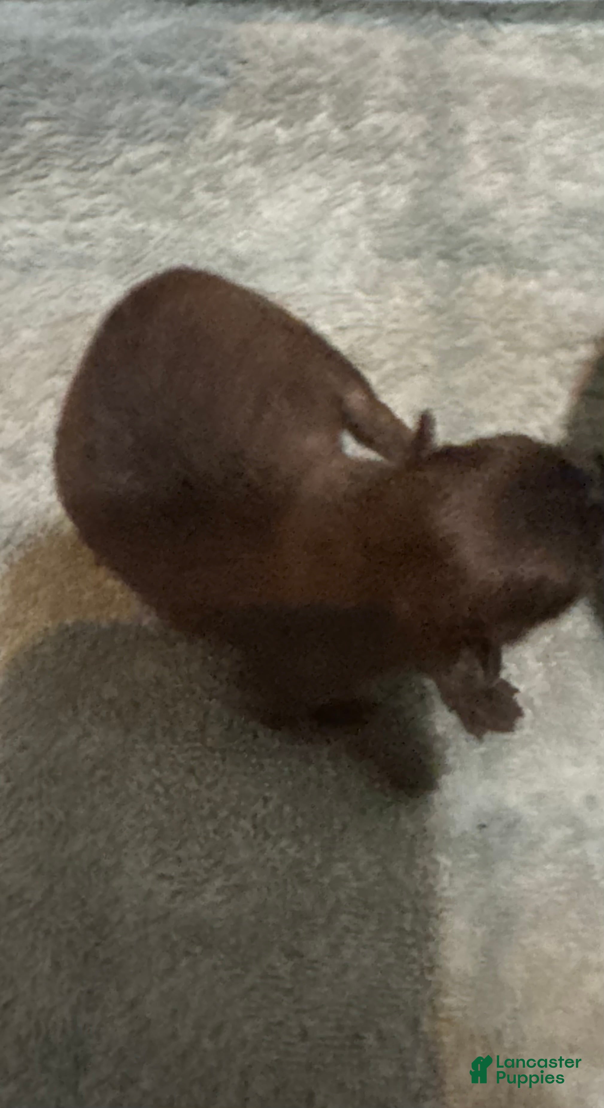 Pomeranian dogs Pomeranian Puppy 3 - Ad 9