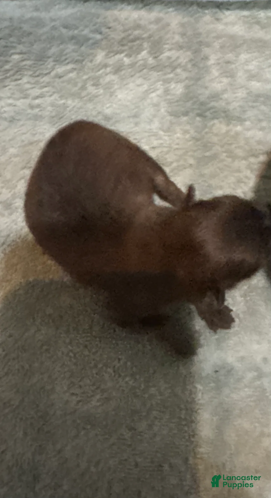 Pomeranian dogs for sale: Pomeranian Puppy 3 - Ad 1