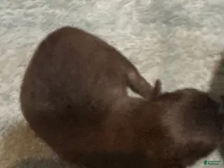 Pomeranian dogs Pomeranian Puppy 3 - Ad 9