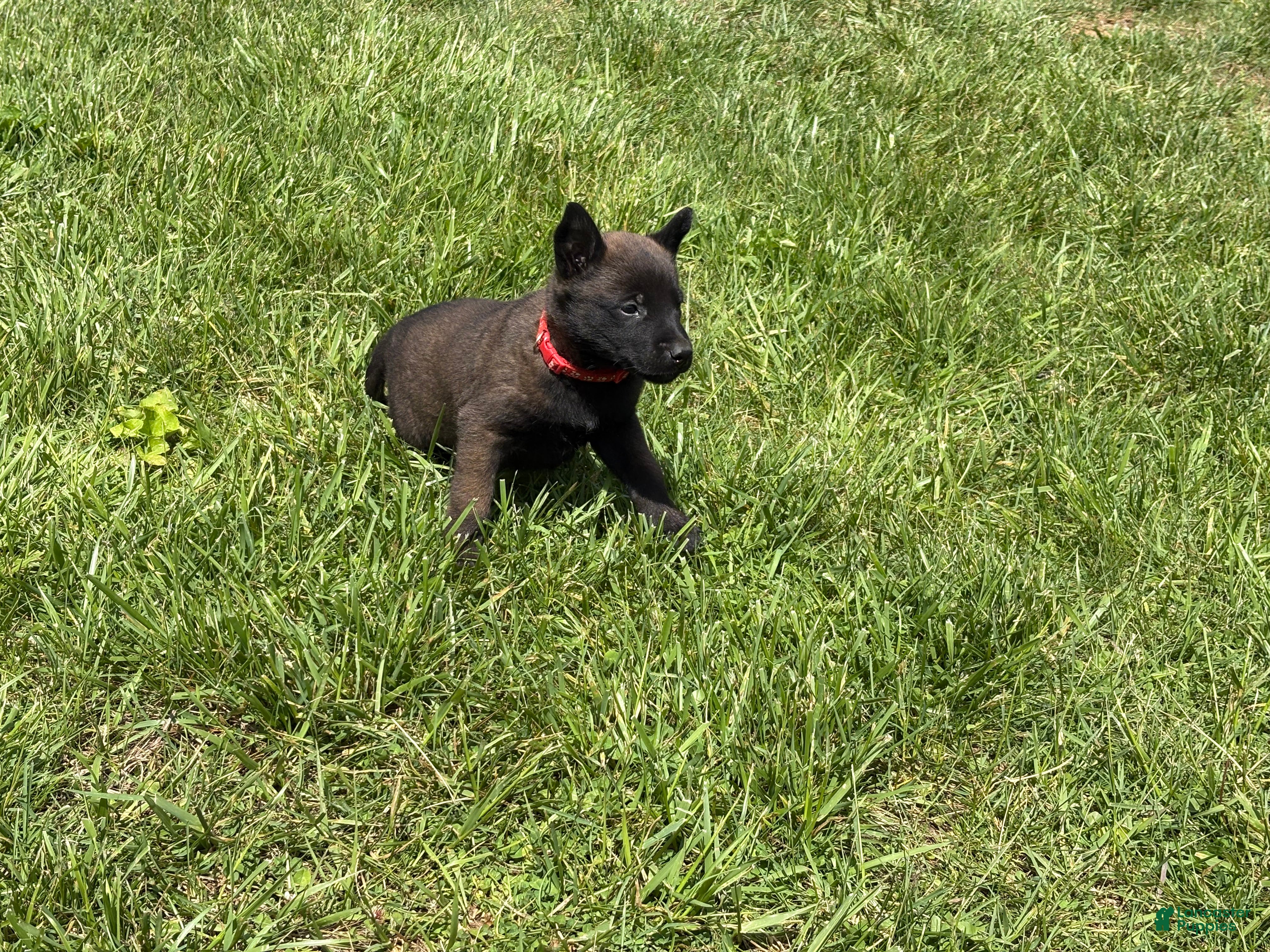 Belgian Malinois dogs Dover - Ad 9