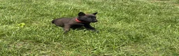 Belgian Malinois dogs for sale: Dover - Ad 1