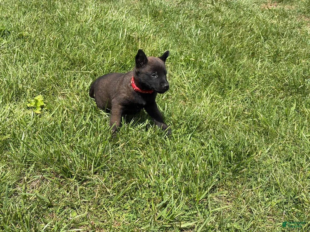 Belgian Malinois dogs for sale: Dover - Ad 1