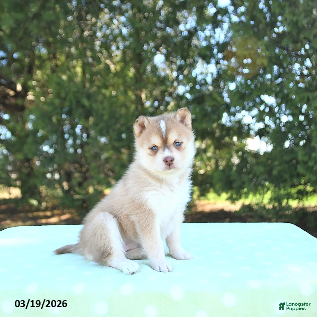 Pomsky dogs for sale: Harper - Ad 1