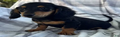 Dirk