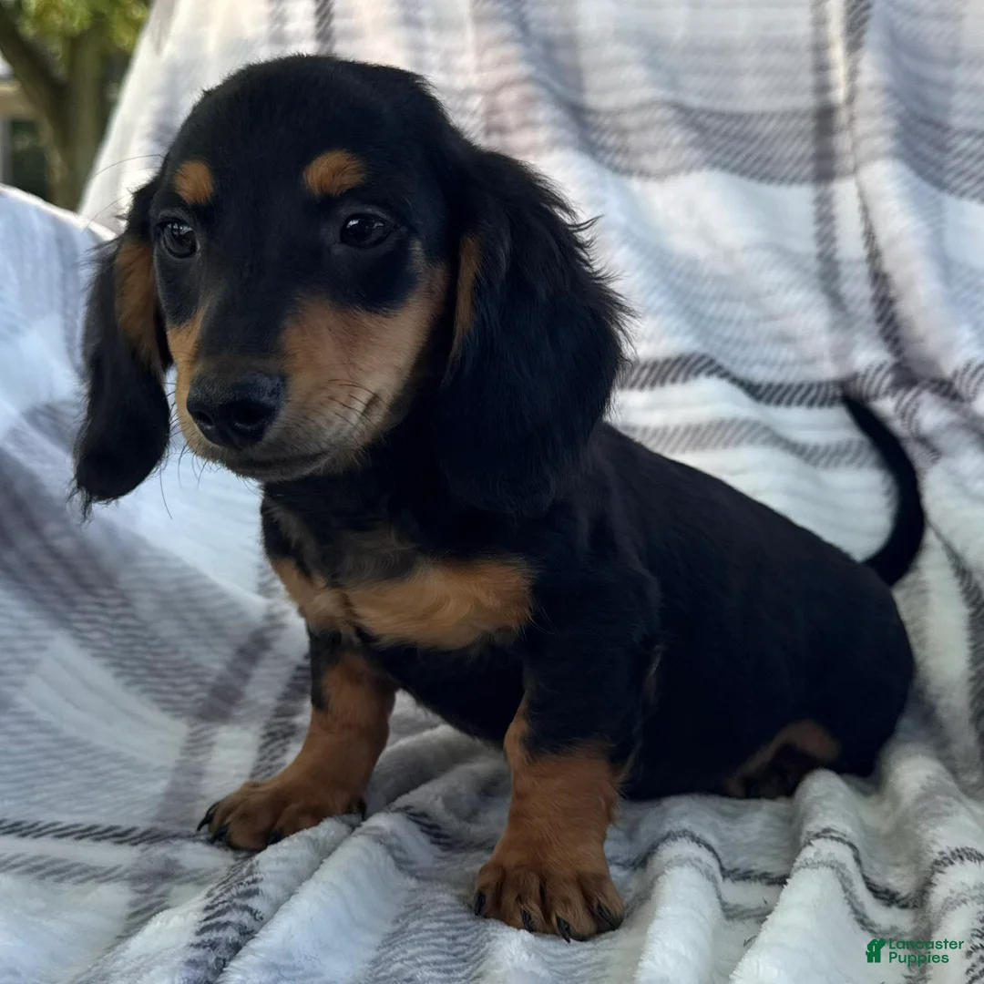 Dachshund dogs for sale: Dirk - Ad 1