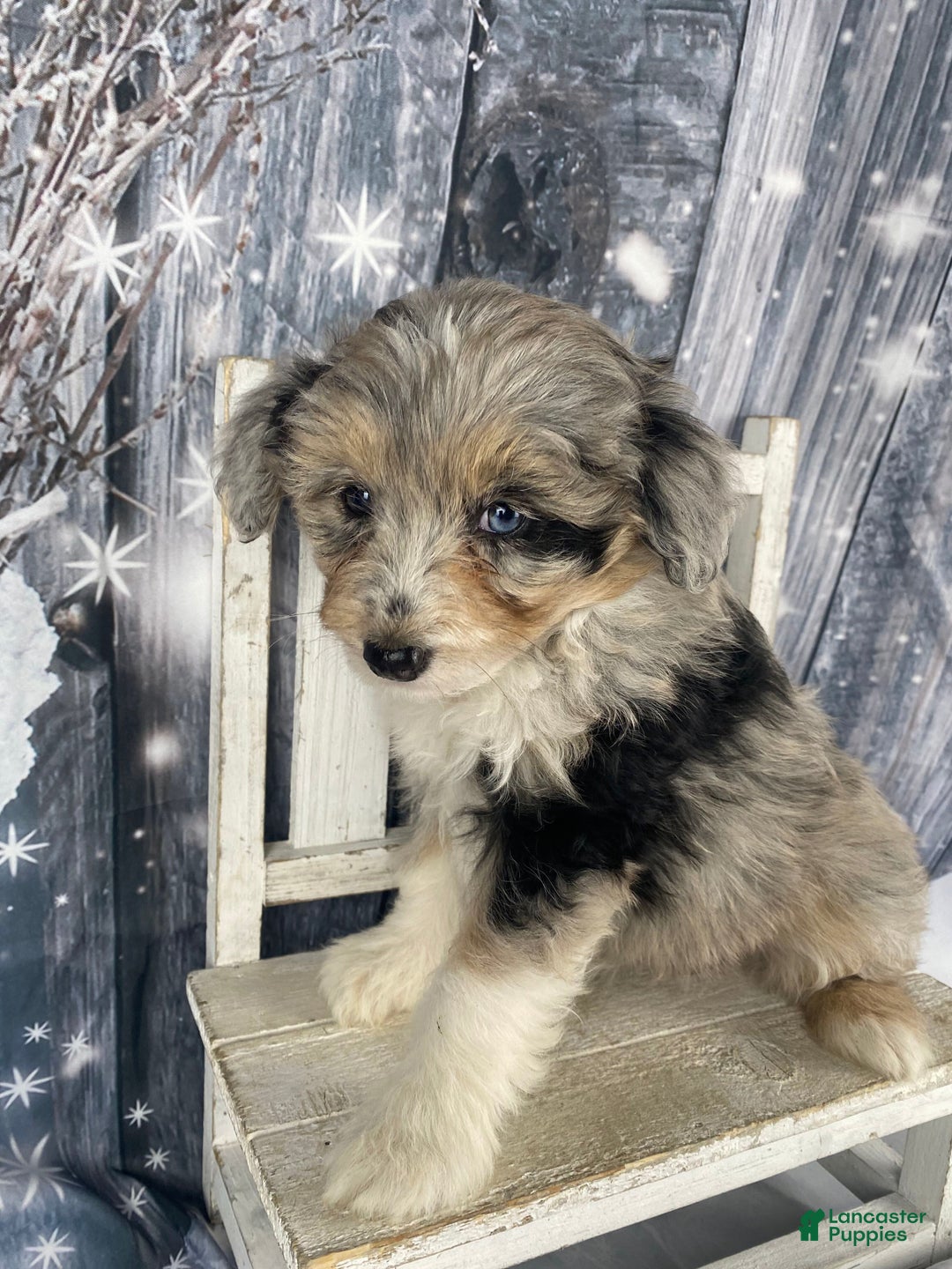 Aussiedoodle dogs for sale: Kora - Ad 5