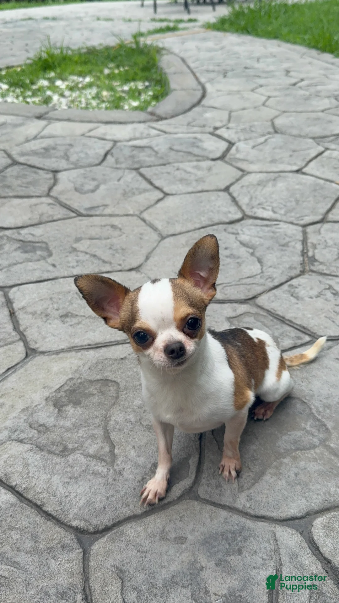 Chihuahua dogs for sale: Bambi AKC Stud - Ad 1