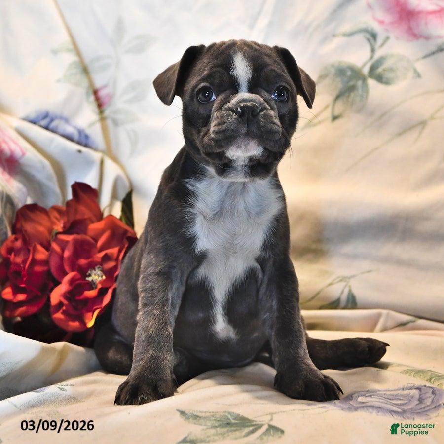 Frenchton dogs Moonbeam - Ad 2