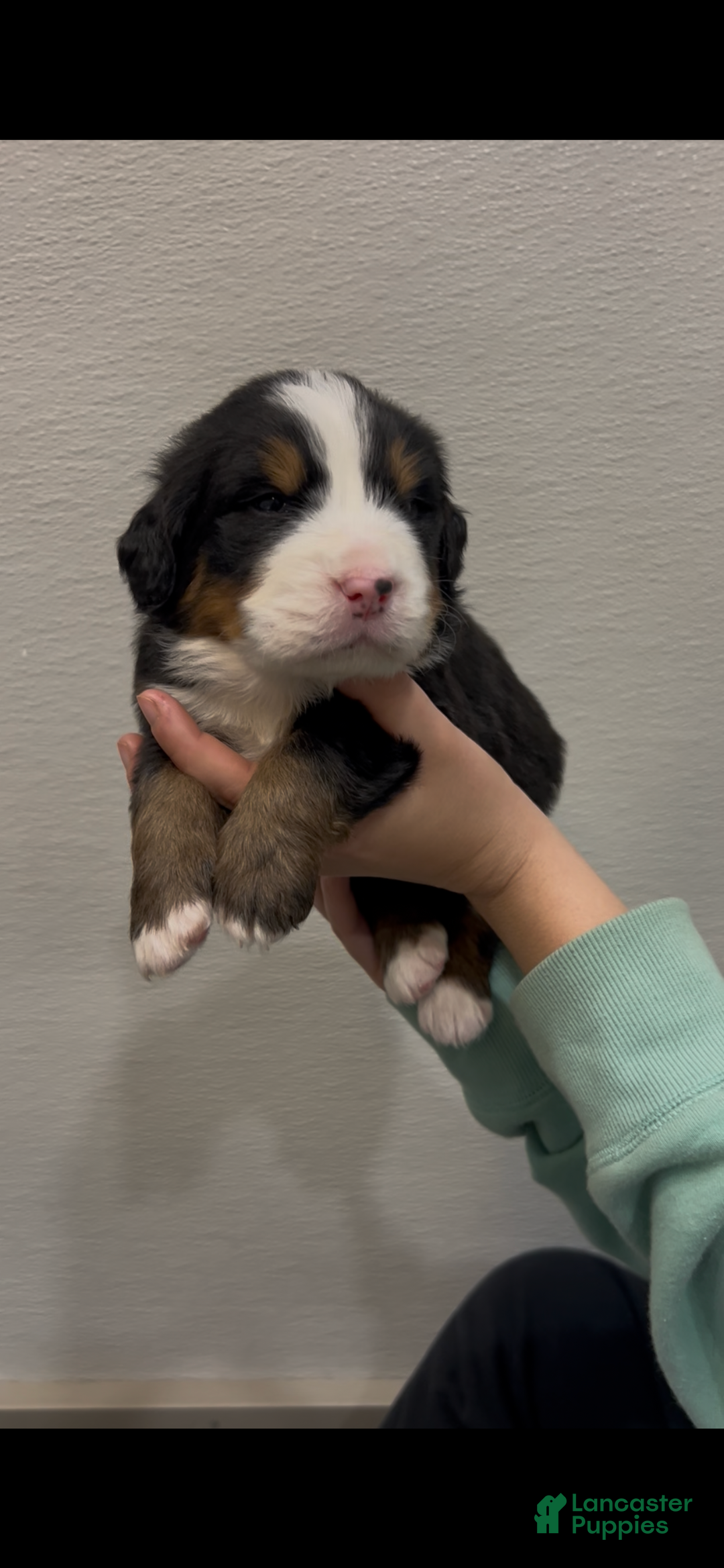 Bernese Mountain Dog dogs for sale: Chip - Ad 1