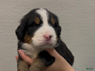 Bernese Mountain Dog dogs Chip - Ad 2