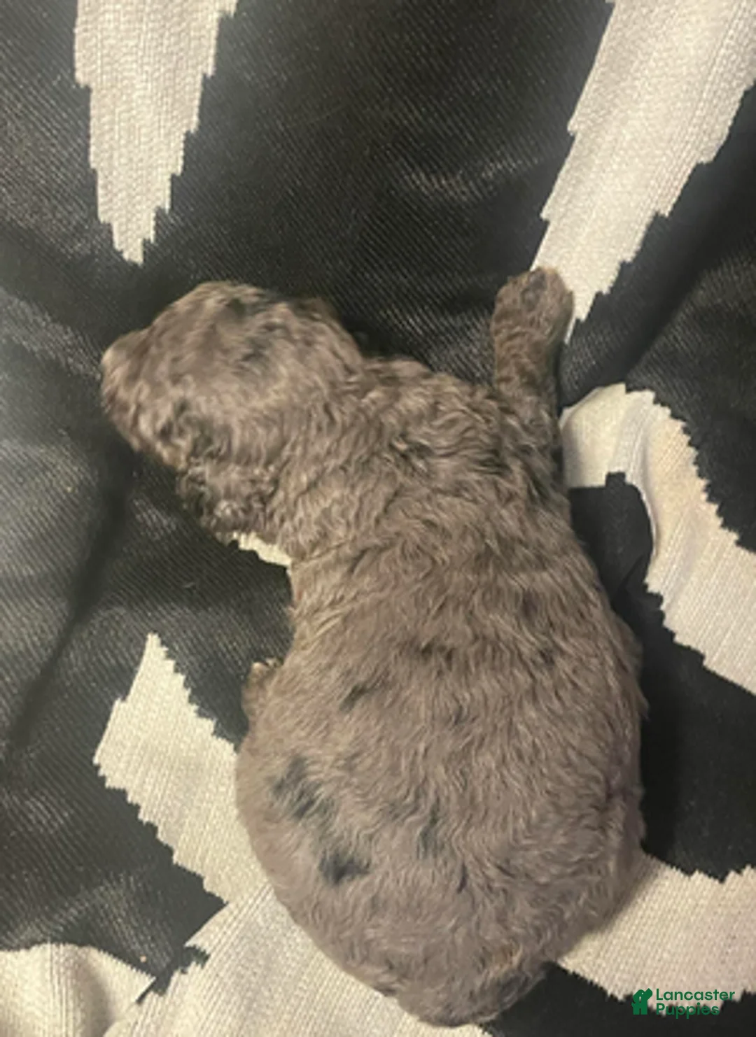 Goldendoodle dogs for sale: Sirrus - Ad 5