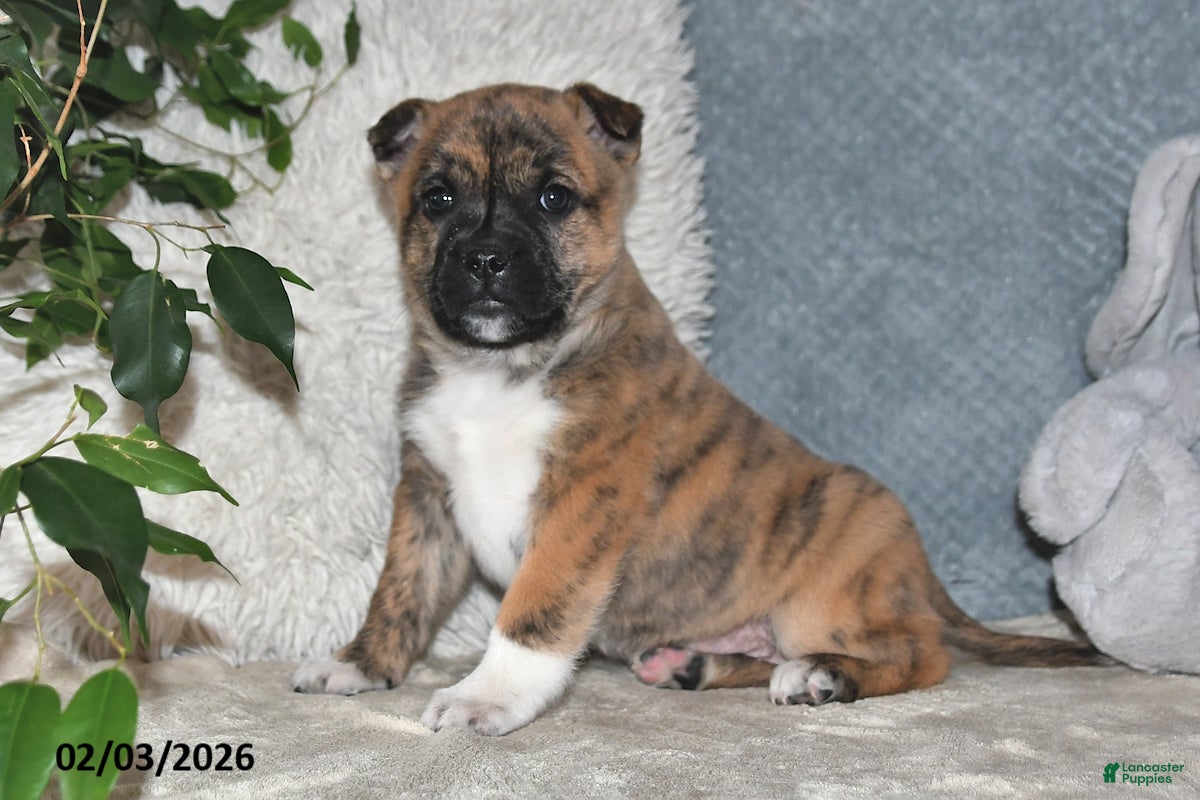 Mixed Breed dogs Treva - Ad 2