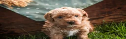 Miniature Poodle dogs for sale: Pedro - Ad 6