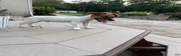 Jack Russell Terrier dogs for sale: UKC Zane - Ad 3