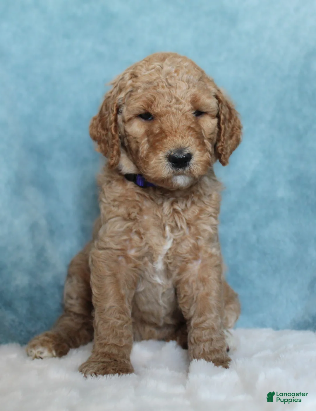 Goldendoodle dogs for sale: Honey - Ad 2