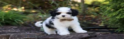 Cavapoo dogs for sale: Brady - Ad 12