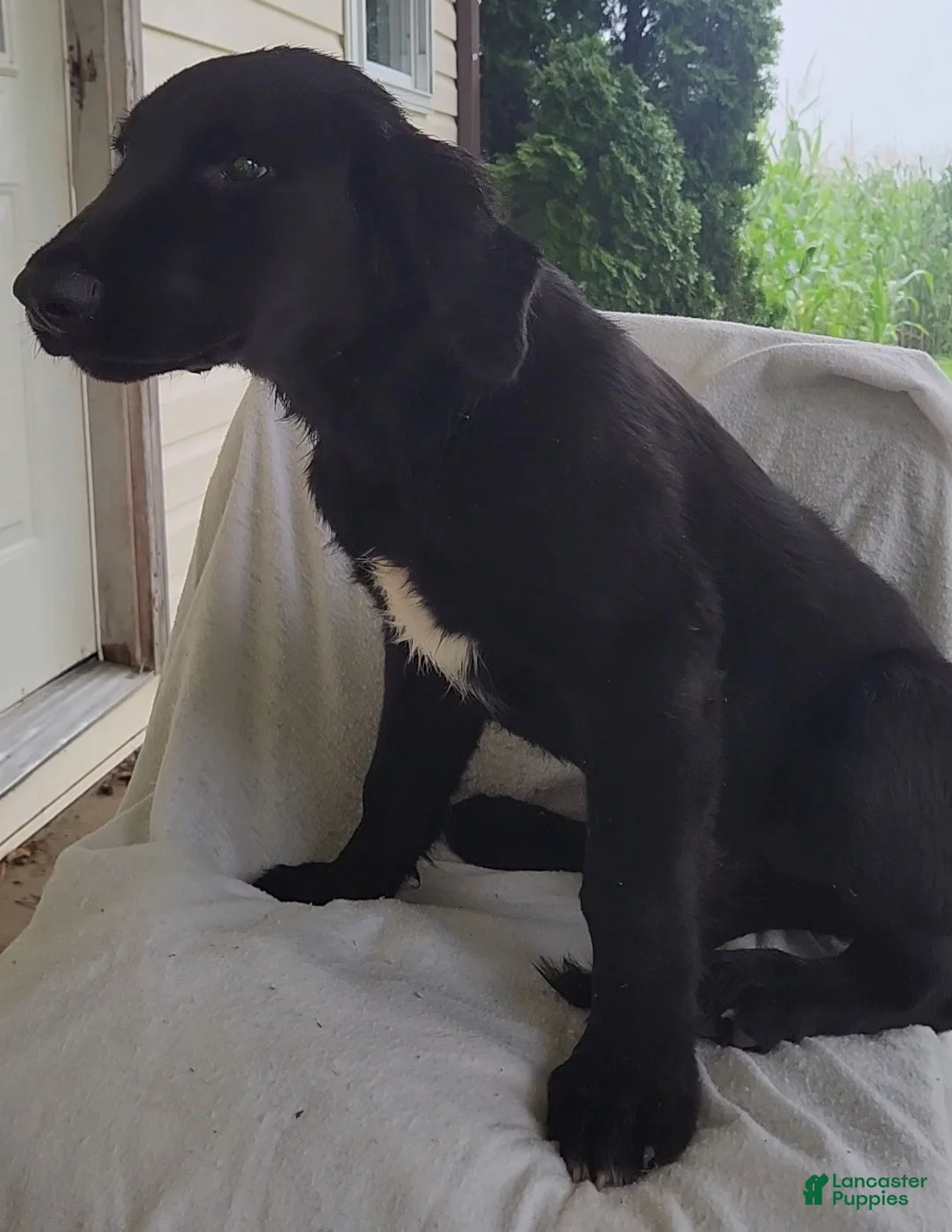 Mixed Breed dogs for sale: Robbie - Ad 2