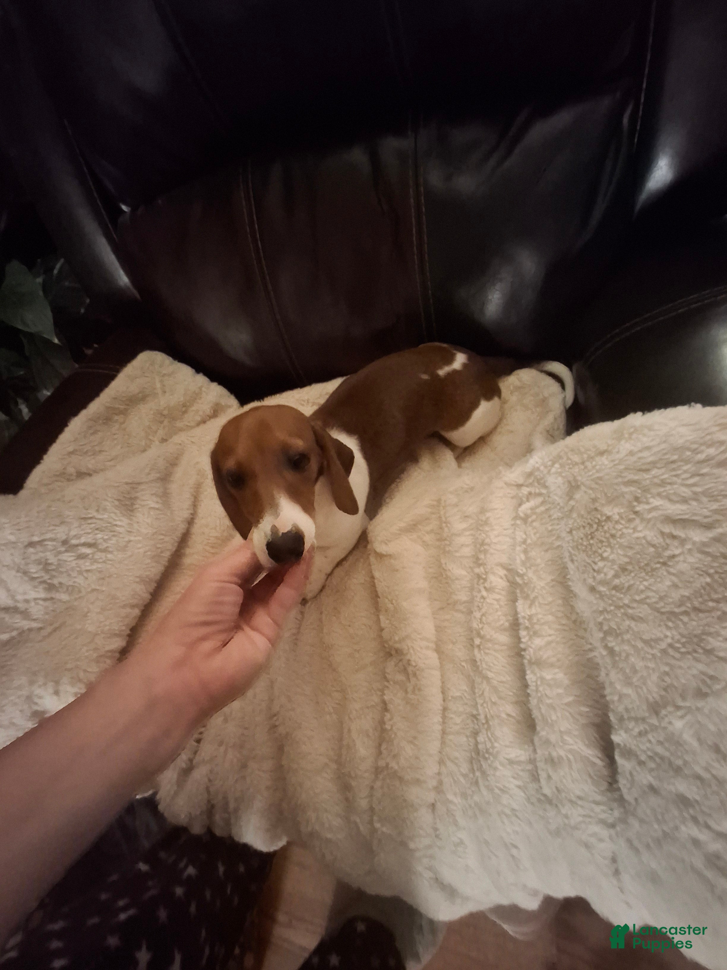 Miniature Dachshund dogs for sale: Darla - Ad 2